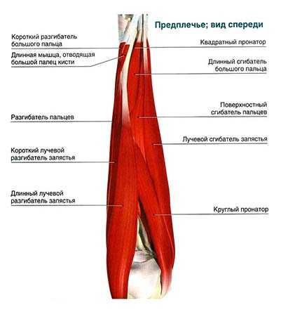 Из каких частей состоит рука человека фото и название