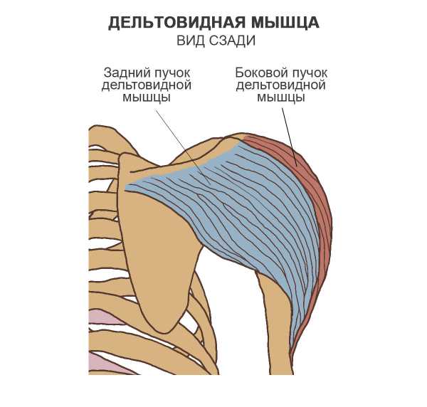 Лобково копчиковая мышца у мужчин фото