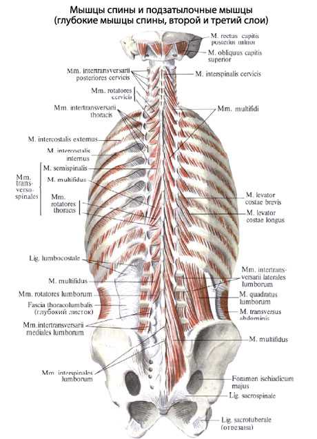 Мышцы поясницы анатомия картинки