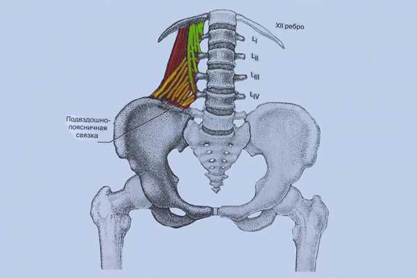 Квадратная мышца поясницы анатомия фото