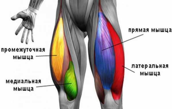 Мышцы ног фото и описание