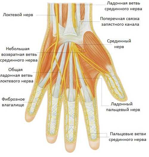 Руки строение фото