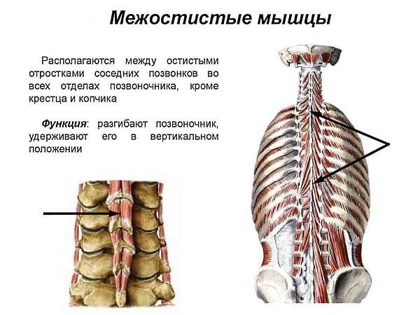 Анатомия мышц спины человека в картинках с описанием