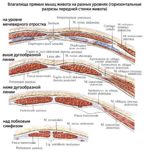 Анатомия мышцы живота фото