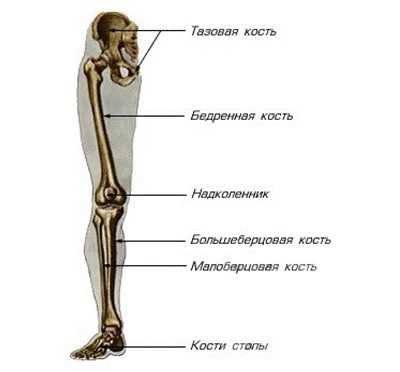 Мышечный скелет человека с названиями мышц фото