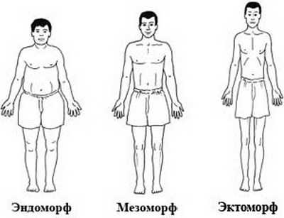 Типы телосложения у мужчин фото