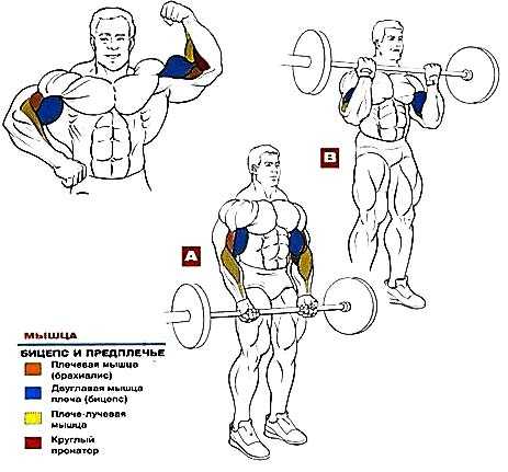 Прокачка бицепса в тренажерном зале для мужчин