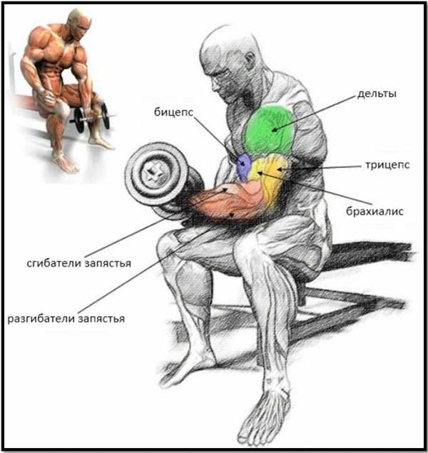 На рисунке изображены бицепс и трицепс что произойдет с этими мышцами если разогнуть руку