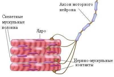 Схема строения мышечного волокна