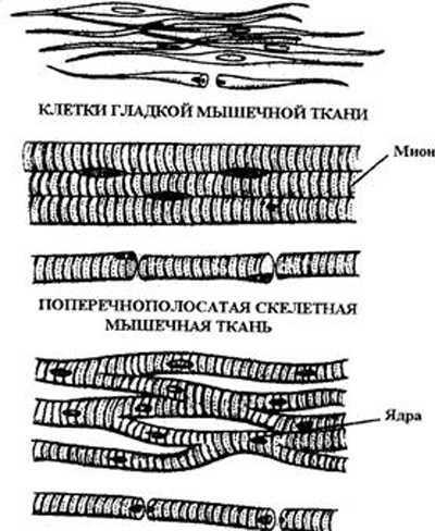 Мышечное чувство схема