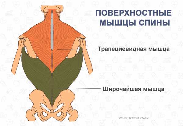 Квадратная мышца спины анатомия картинки