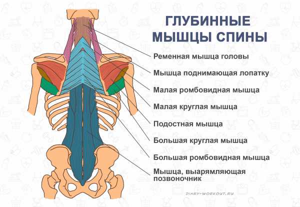 Квадратная мышца спины анатомия картинки для массажа