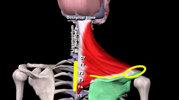 Трапециевидная мышца фото