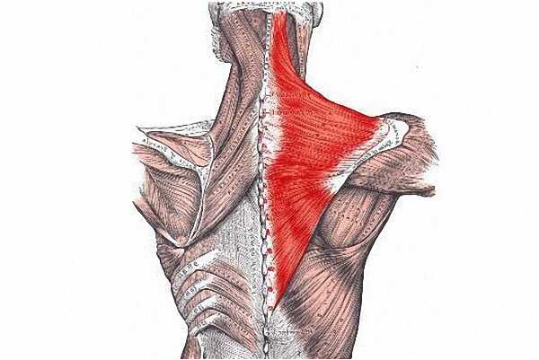 Трапециевидная мышца фото у женщин